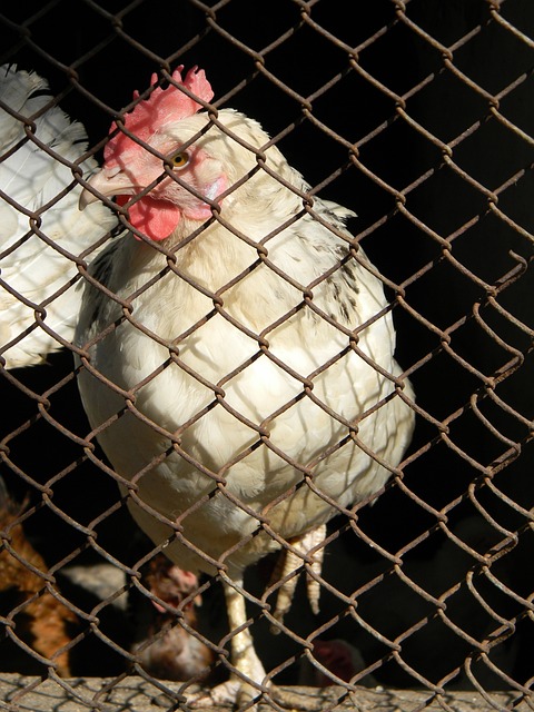 球员的市场 球员的市场