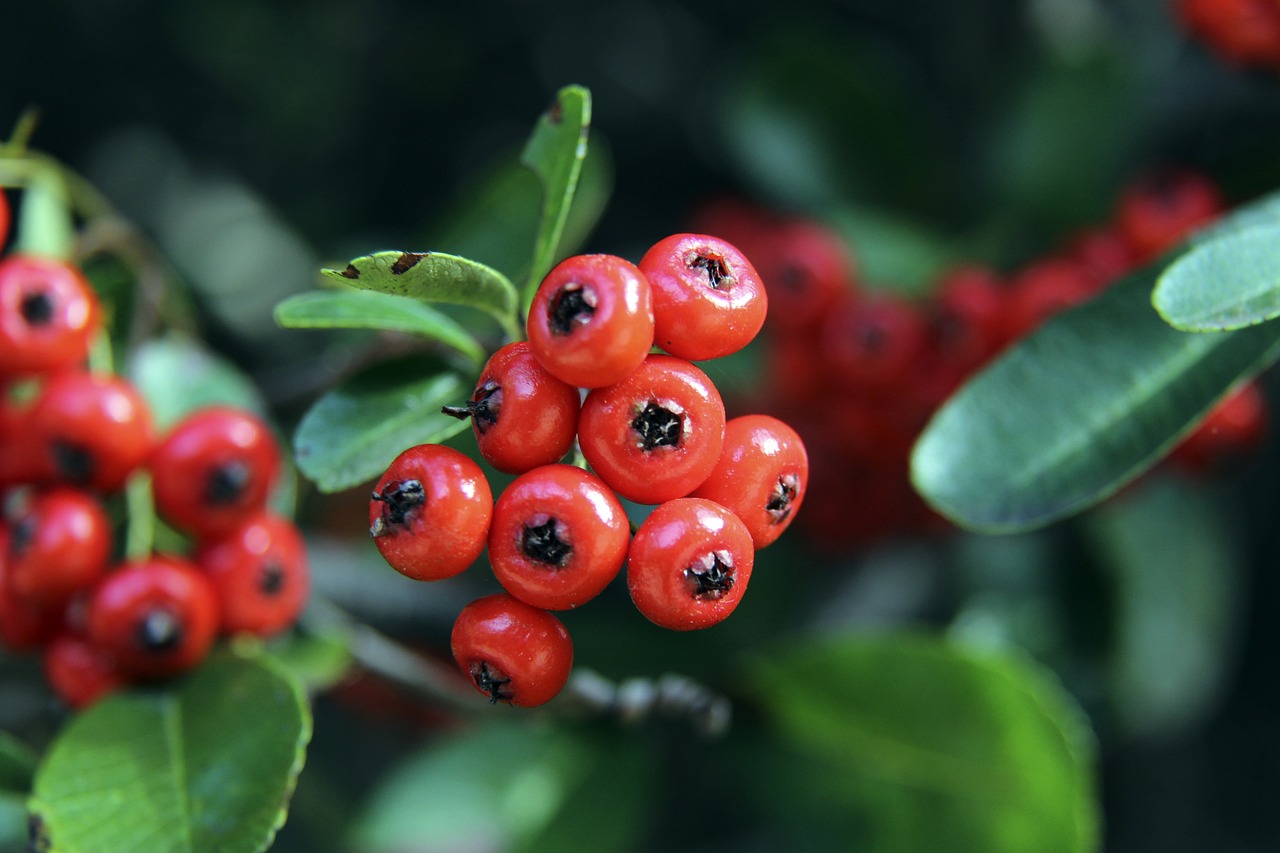 尽管没有高 尽管没有高